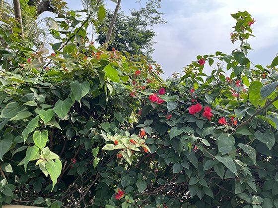 虚拟商品与服务消费的快速增长，对实体经济是互补还是冲击？