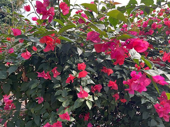 绿豆在传统农业中的作用：作为绿肥如何改良土壤