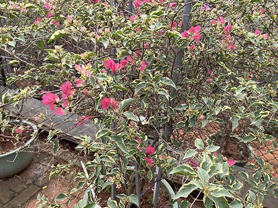 对于砖混或预制板结构的老房，开槽布线有哪些特别注意事项？