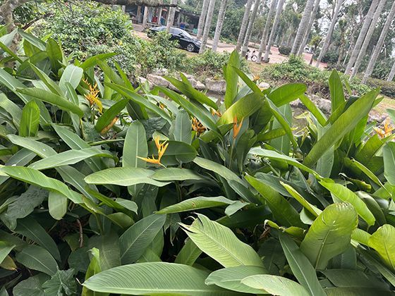 菊花在东西方文化中的对话：高洁隐士与欢庆生命的截然不同象征。