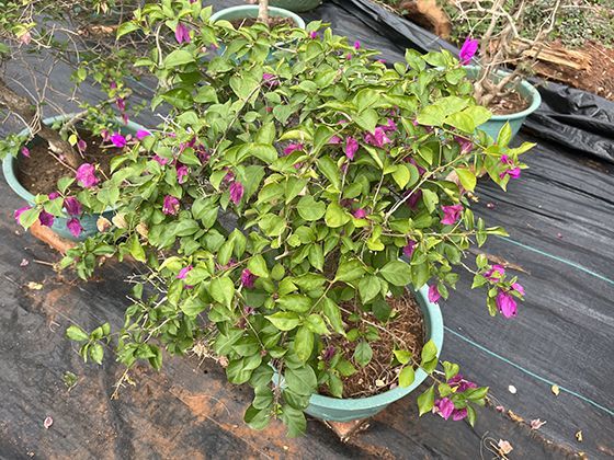 萤火虫生命周期探秘：从水生幼虫到陆生成虫的蜕变历程