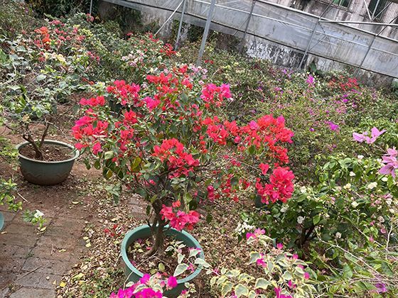 社会性昆虫的等级制度：蚂蚁与蜜蜂的群体分工与合作机制