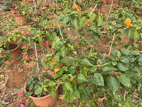 茅膏菜叶片粘液的捕虫智慧：腺毛如何分泌露珠状粘液诱捕昆虫