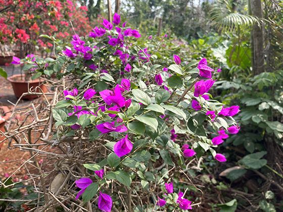 《痴梦少女》扎心了！当“开书店”的梦撞上房租暴涨，她的痴梦碎成满地玻璃碴