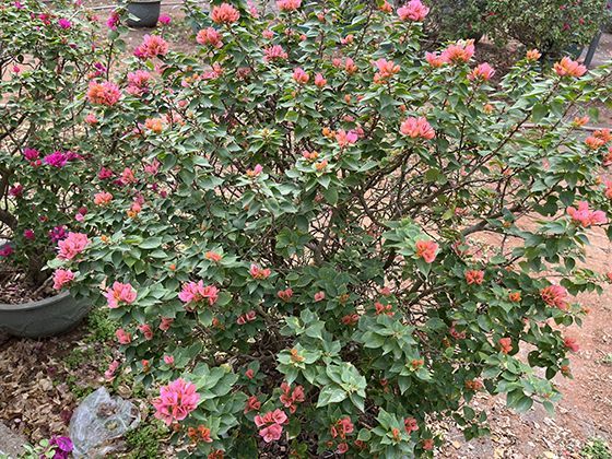 产自鹦鹉的“活的开罐器”：金刚鹦鹉如何用喙磕开坚硬坚果？