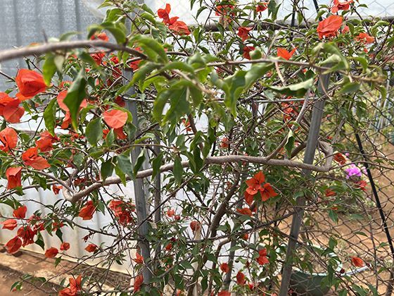 岩石风化的自然奇观：冰劈作用如何造就石海与流石滩