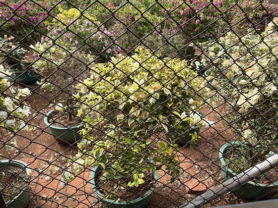 复眼的视觉奇迹：解析昆虫如何通过复眼感知动态世界