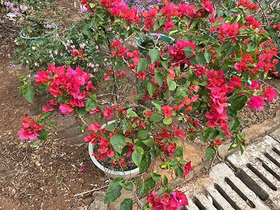 台风来临前如何判断家中门窗是否足够安全需加固？