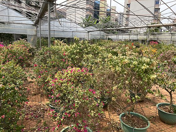 狼与生态平衡：掠食者如何影响森林与草原的食物链结构