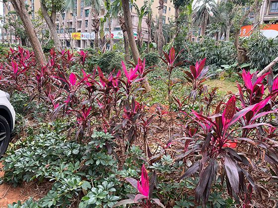 从莫斯科红场到凡尔赛花园：法国版《俄罗斯女子学院》用“法式滤镜”重构俄罗斯女校，每一帧都是油画级构图