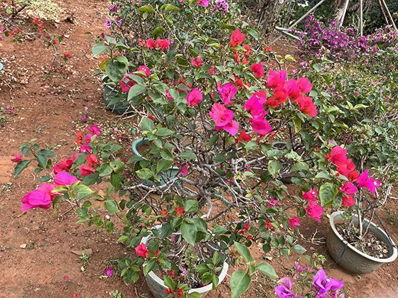 眉宇间的气韵：探讨书法与绘画中“气”的概念与眉眼神态的关联。