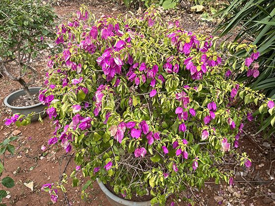 植物与昆虫体内的海藻糖：它的天然形成机制及工业应用场景