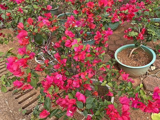 废旧自行车零件可以怎样进行艺术化改造成为家居摆设？