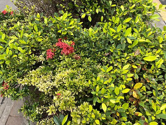 青蛙与生态指标：为何它们能反映当地水环境的健康状况