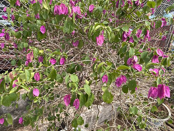 绒毛下的温暖奥秘：鸭妈妈如何用体温呵护幼崽度过寒夜