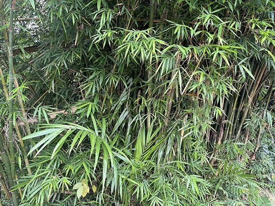 风蚀地貌的自然雕刻：风力如何塑造雅丹地貌和沙漠沙丘的形态