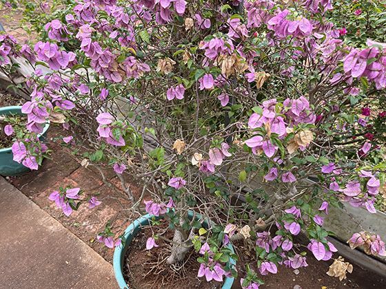 甘薯叶的多样烹饪：探索不同菜系中对这种绿叶的独特处理