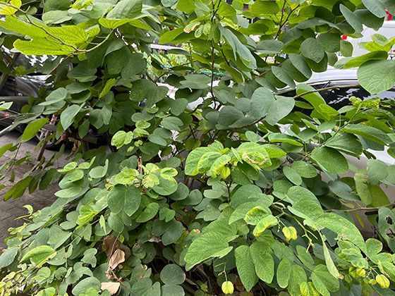 起落架的收放系统：液压装置如何实现飞行中的安全伸缩转换