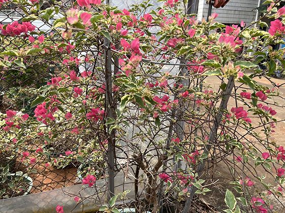 雨燕与燕子的辨别：从尾羽形状到飞行姿态的详细区分指南