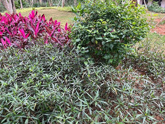 老式煤油灯：承载几代人夜晚时光的照明工具，如今为何成怀旧藏品