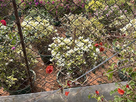 果实直接长在树干之谜：可可树这种奇特结果的生存智慧