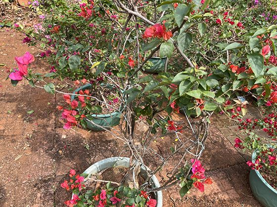 详细解读农村养老保险待遇测算的官方方法与参考公式