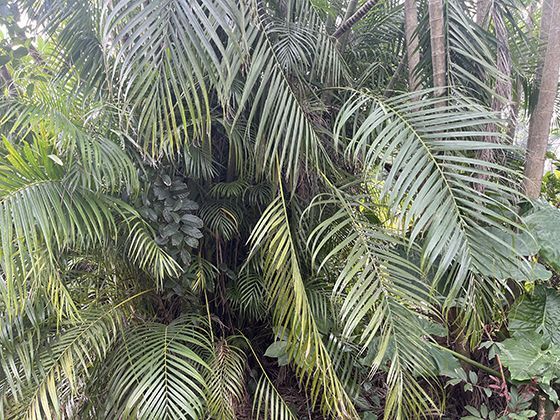 珙桐的宗教象征演变：从佛教圣树到现代和平使者的文化升华