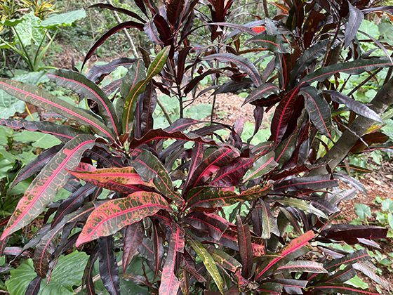 不止奶牛和肉牛！“水牛”“牦牛”等特色牛种在不同生态环境中的生存智慧