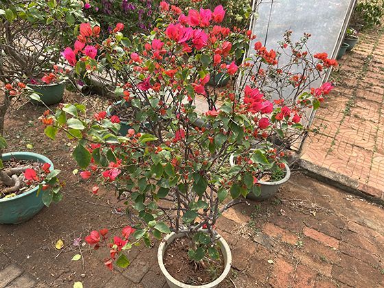 孕妇在孕期不同阶段应如何调整枕头高度以获得更好保护？