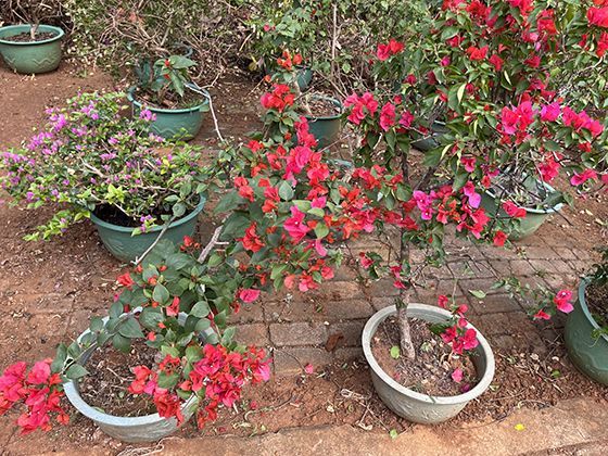 种群特有的色语系统：不同种类如何用色块传递信息