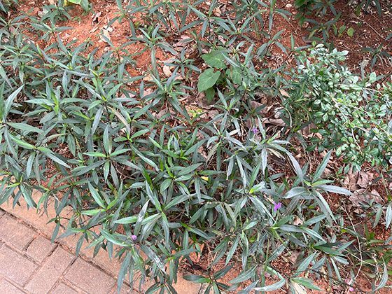 从枝叶到果实：一颗完美沃柑在生长过程中经历了哪些自然筛选？