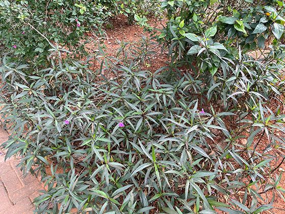 从东方到西方：蜂群如何在不同文化中成为勤劳与协作的象征？