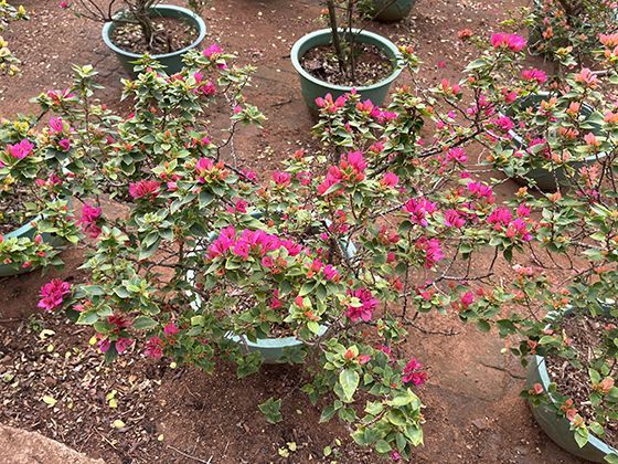 桃花色彩的生物化学：花瓣中花青素与类胡萝卜素的显色原理