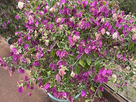 喜鹊的文化象征演变：从报喜到吉祥的东方寓意传承