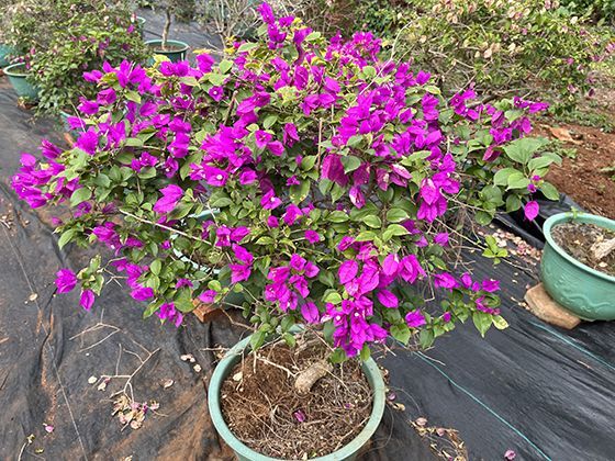 营造尺的奥秘：古代建筑如何运用尺规实现精密设计与施工？